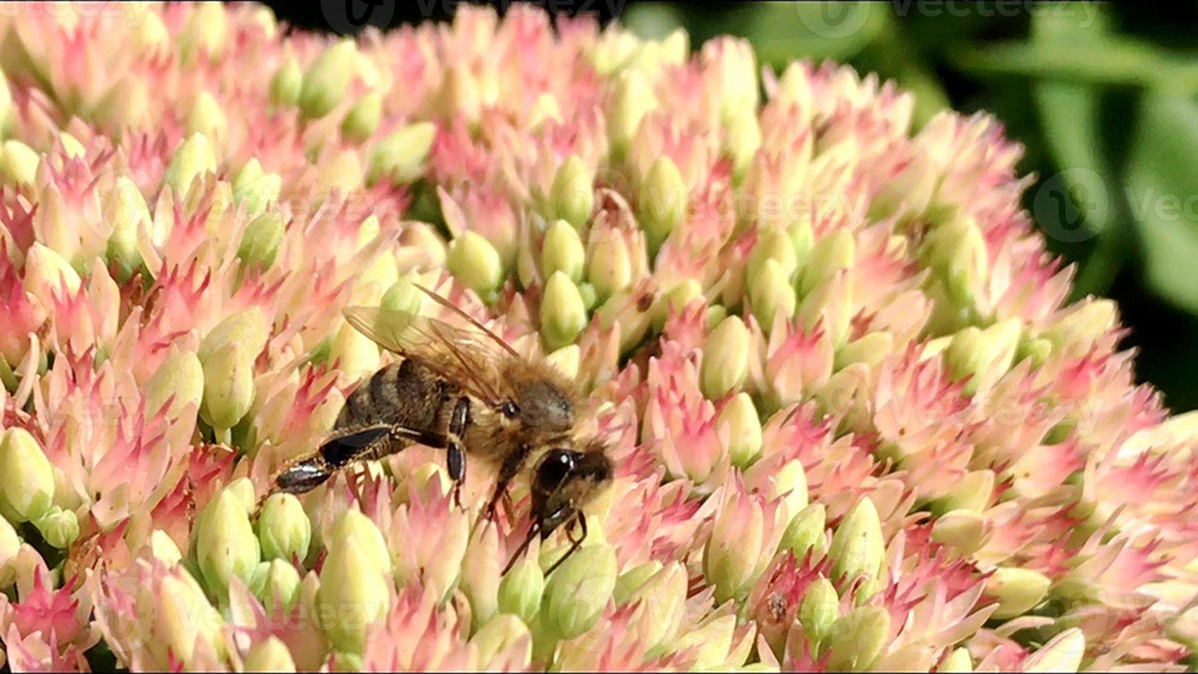 Winged bee slowly flies to the plant, collect nectar for honey on private apiary from flower photo