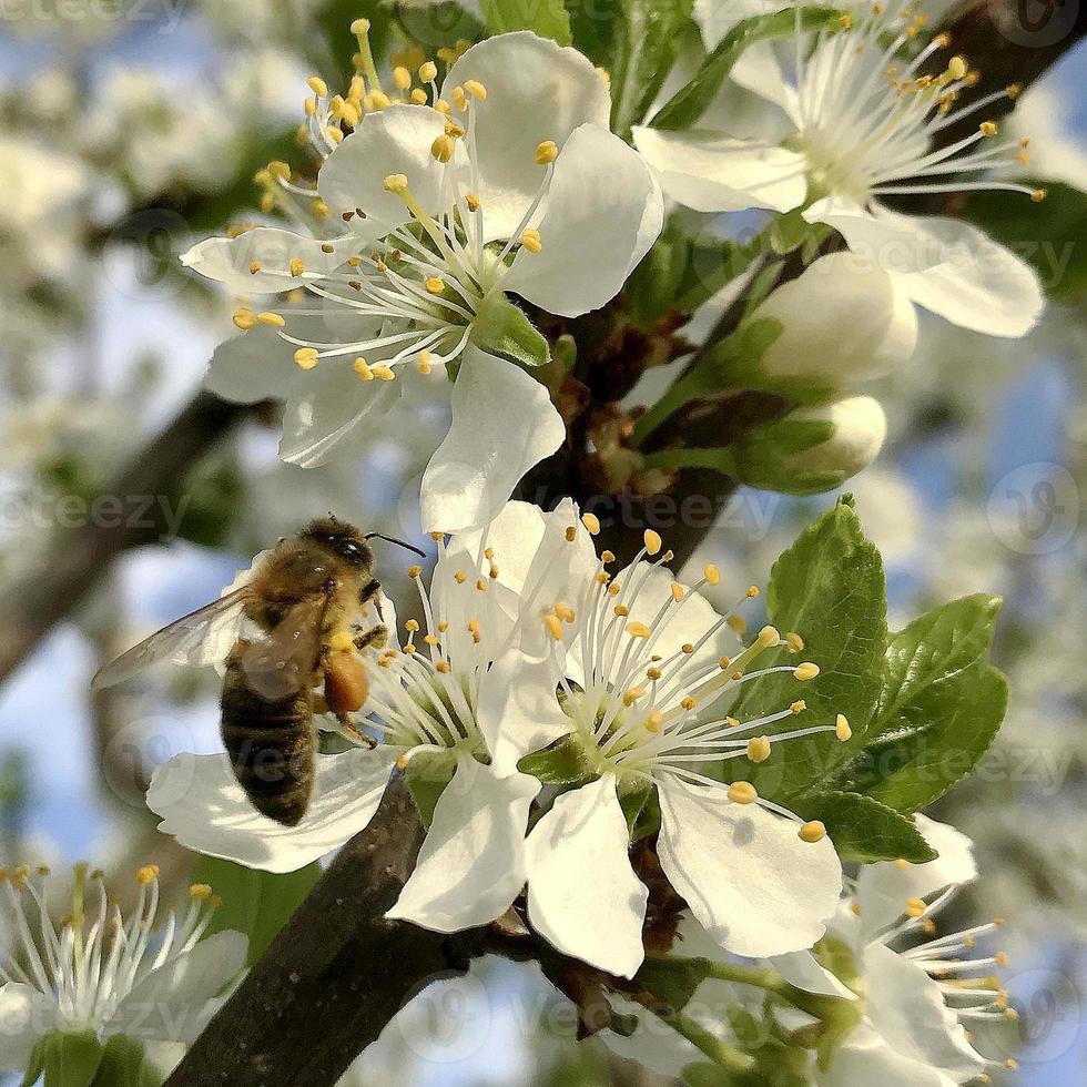 abeja alada vuela lentamente a la planta, recolecta néctar para miel foto