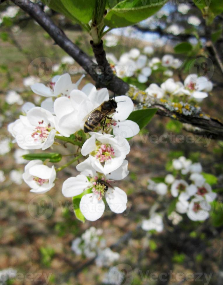 abeja alada vuela lentamente a la planta, recolecta néctar para miel foto