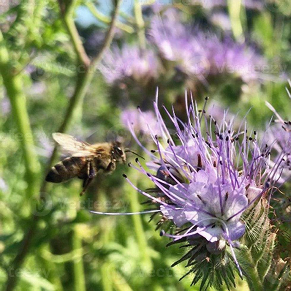 Winged bee slowly flies to the plant, collect nectar for honey on private apiary from flower photo