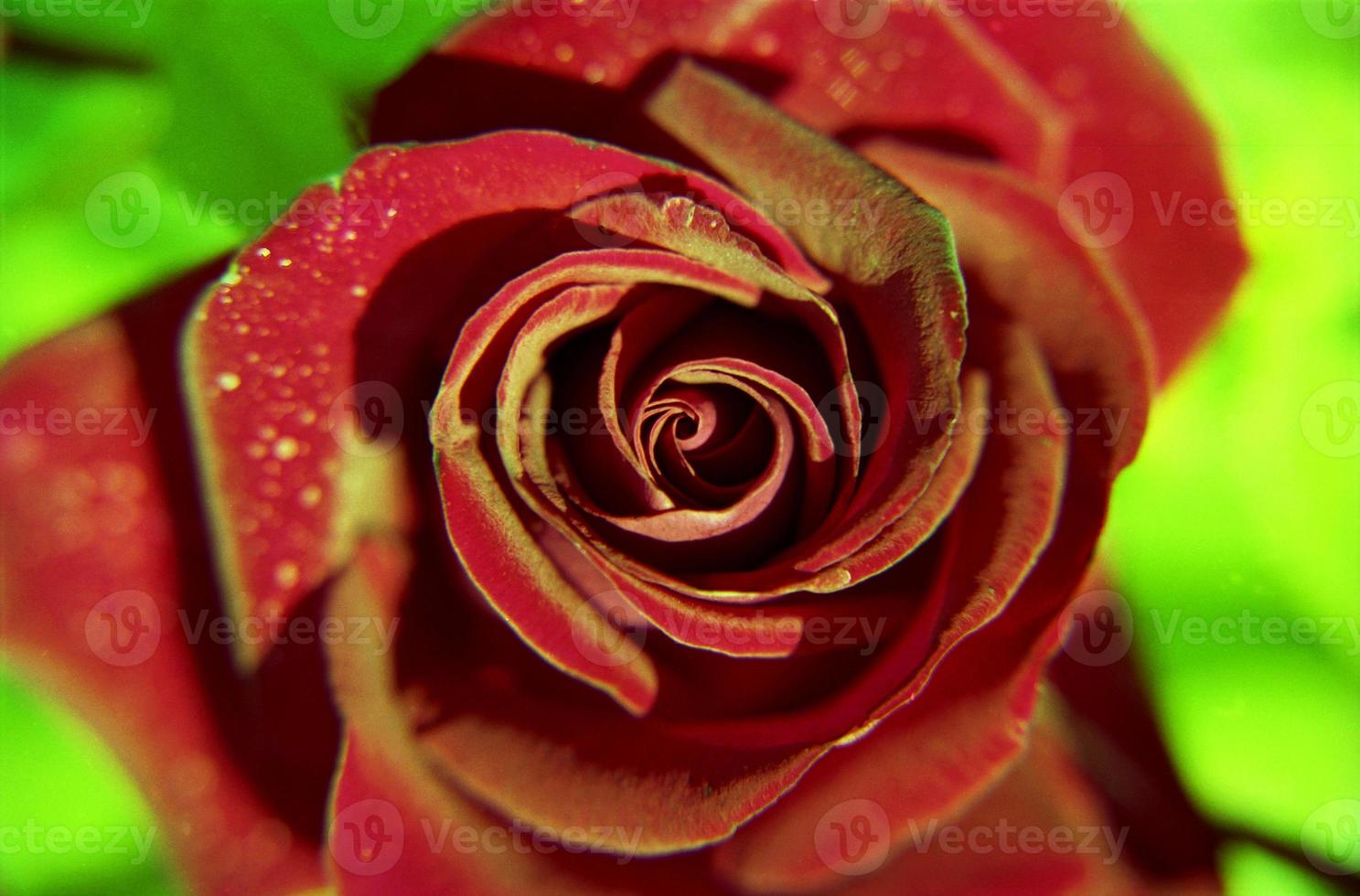 flor floreciente rosa con hojas verdes, naturaleza viva natural, flora de ramo de aroma inusual foto