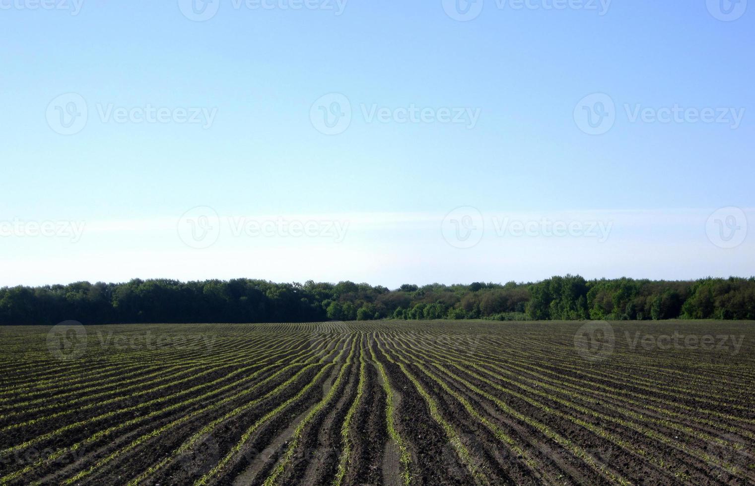 Campo arado de papa en suelo marrón en campo abierto naturaleza foto