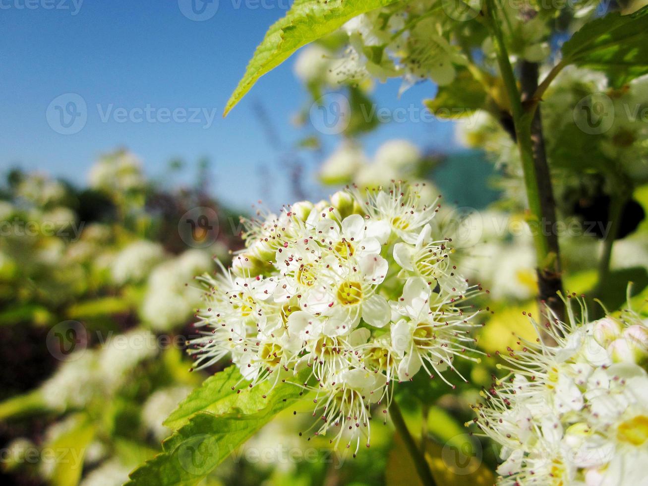 flor de belleza salvaje con néctar floreciendo foto