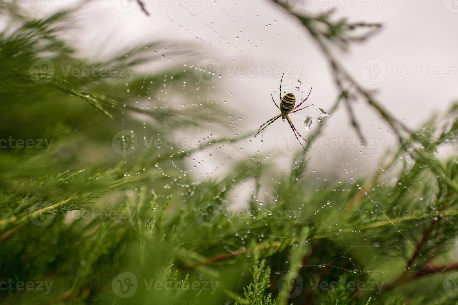 Fotografía al tema gran araña atigrada en la telaraña de rocío foto