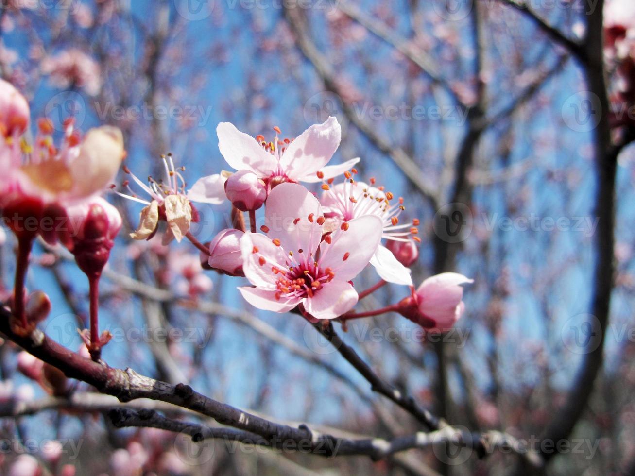 hermosas flores rosadas florecieron en la manzana foto