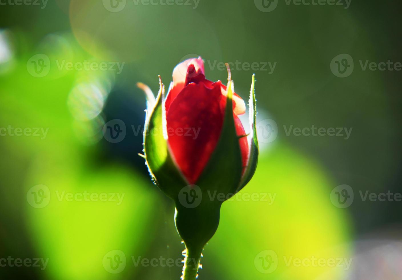 Wild beauty flower with nectar blooming in field countryside photo