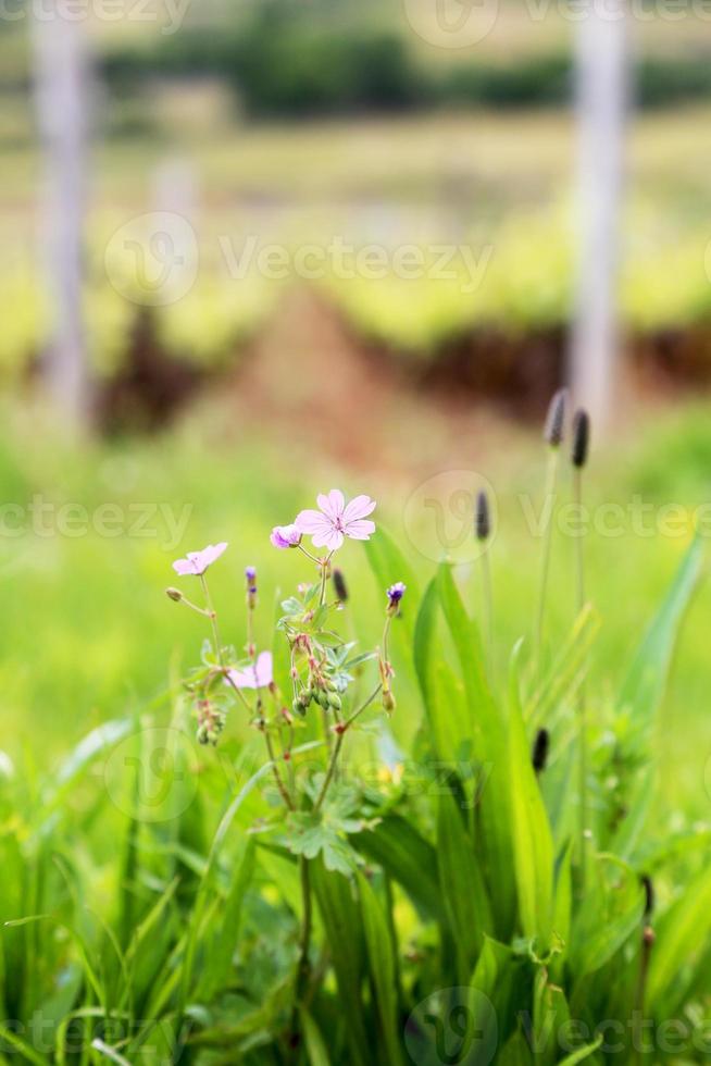 hermosa flor que florece con hojas verdes, naturaleza natural viva foto