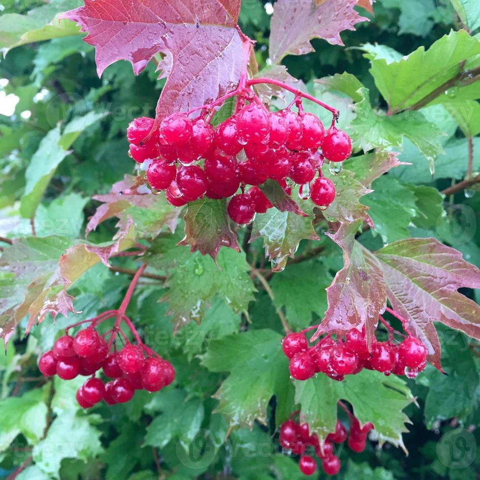 Viburnum de frutos rojos dulces que crecen en Bush con hojas verdes foto