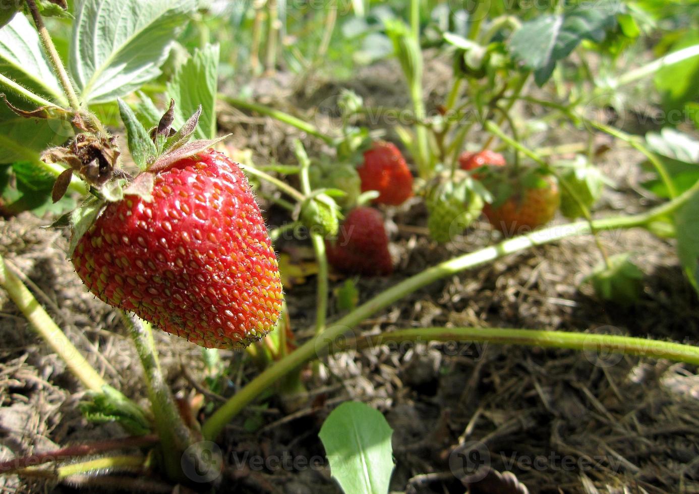 whole ripe berry red strawberry photo