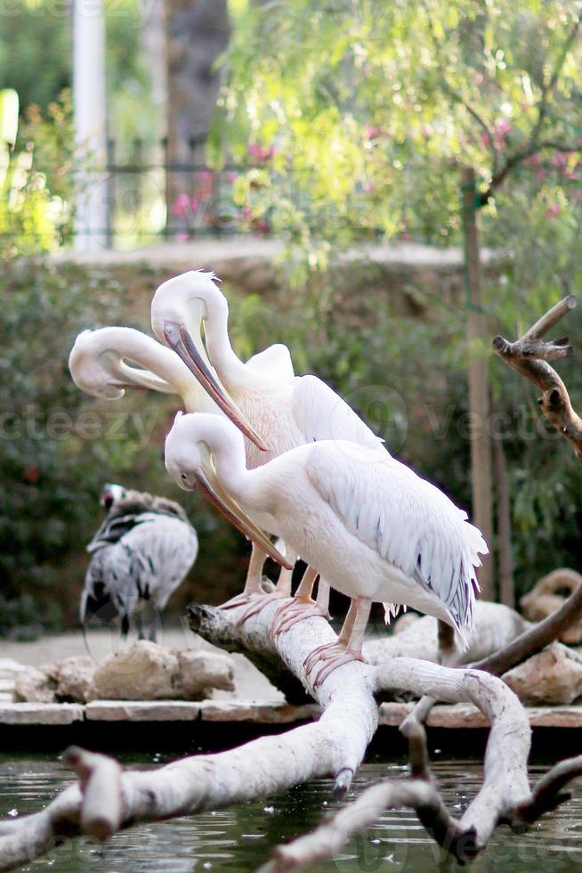 Grupo de grandes pelícanos aves acuáticas blancas sentarse en el árbol seco largo foto