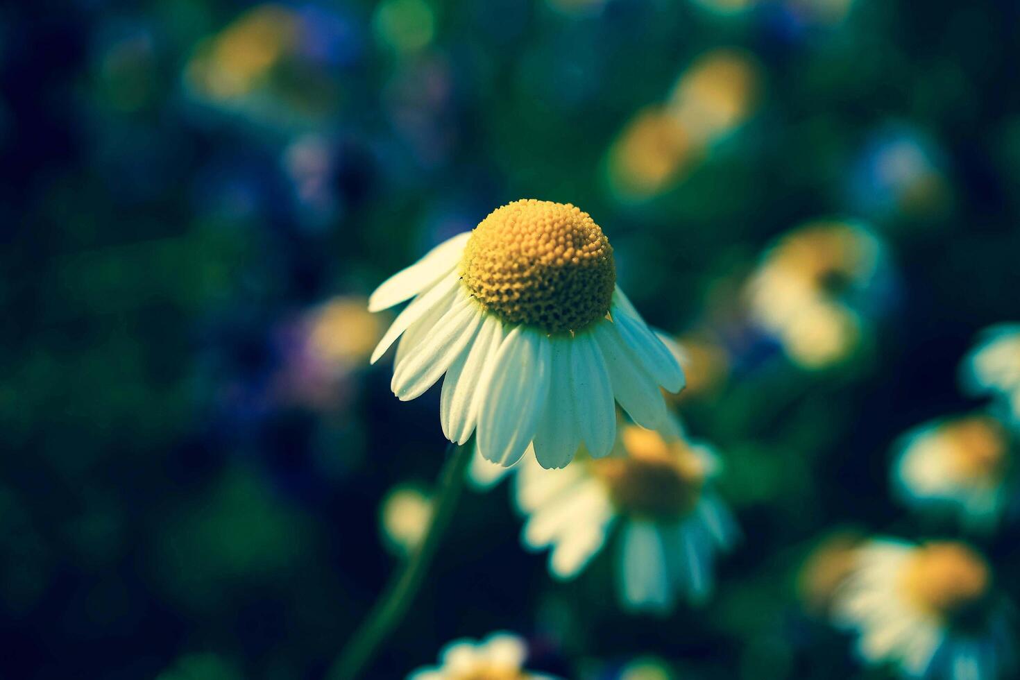 japón blanco jardineros de flores y plantas manos plantando flores y plantas están en la hierba cerca de una madera sin pintar foto