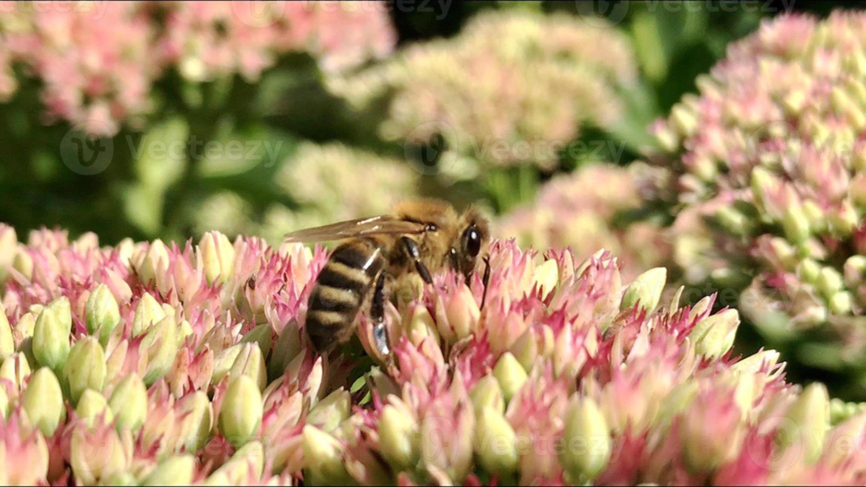 Winged bee slowly flies to the plant, collect nectar for honey on private apiary from flower photo