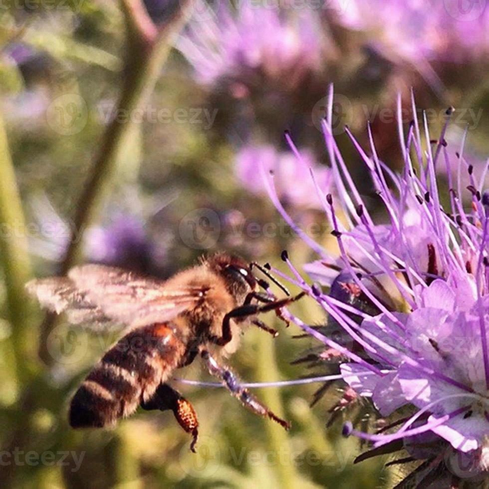 la abeja alada vuela lentamente a la planta, recolecta el néctar de la miel en el colmenar privado de la flor foto