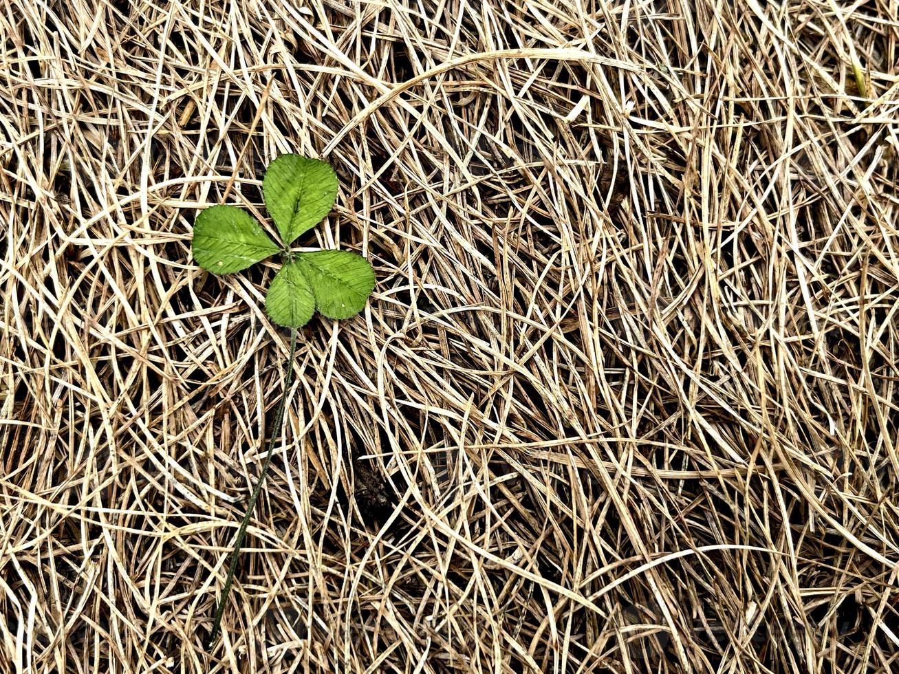 Clover with four leaves on natural hay background. Symbol of luck and dreaming. Shamrock plant, luck bringer. Nature background with empty space. St Patrick day card photo