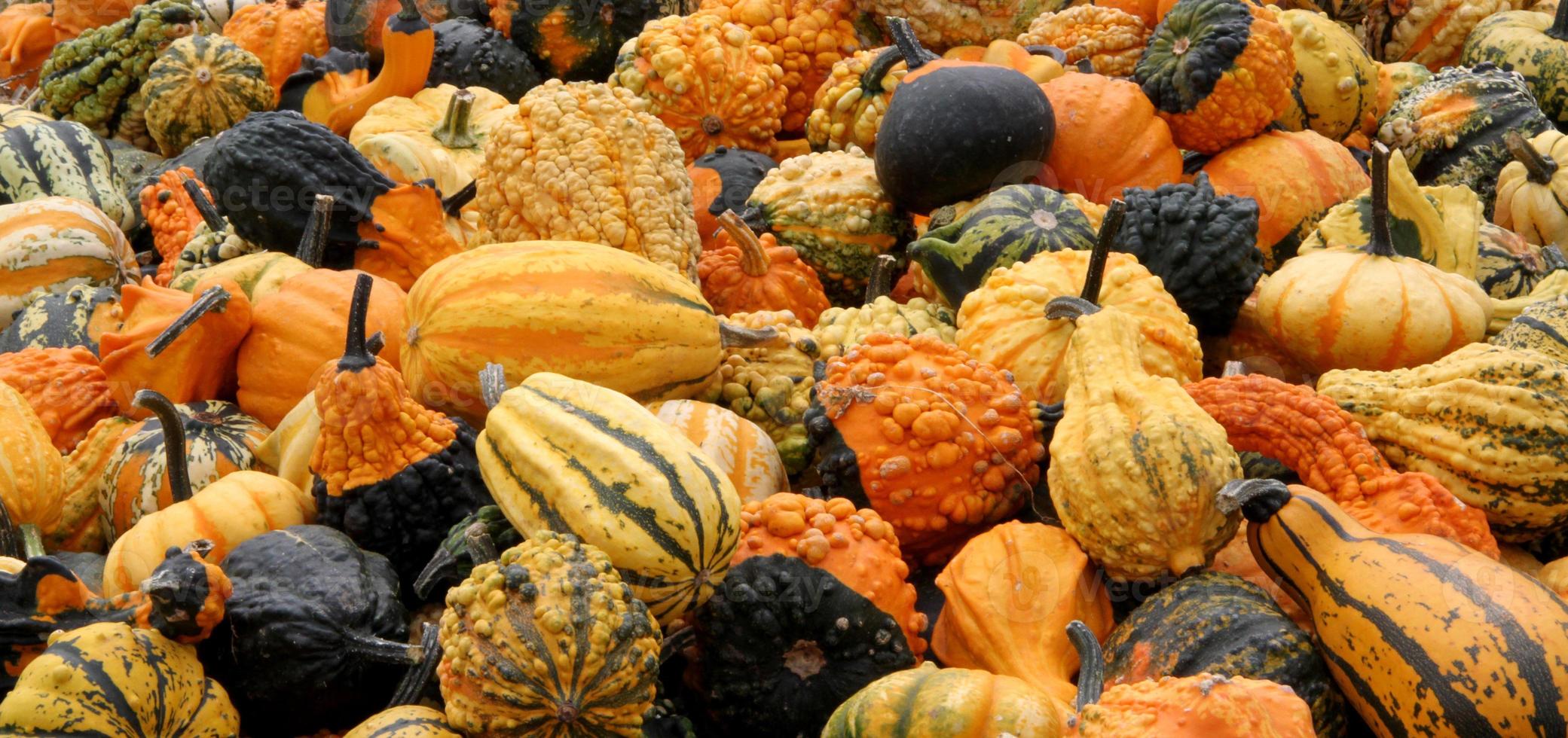 Many different and multi-colored pumpkins lying in the hay photo