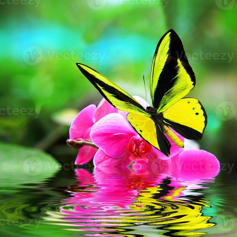 Hermosa mariposa real multicolor volando sobre un fondo verde foto