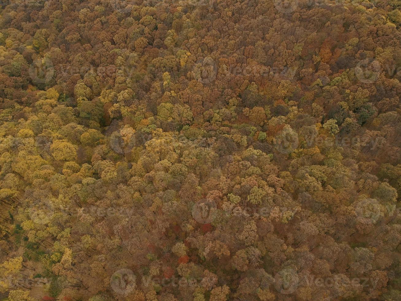 Aerial view at the autumn forest photo