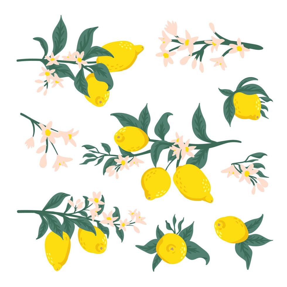 colección de ramas de cítricos, hojas y flores sobre un fondo blanco. corona de frutas, conjunto de vectores de limón. Ilustración de dibujos animados de vector de verano, frutas tropicales exóticas para etiqueta, envasado de jugo