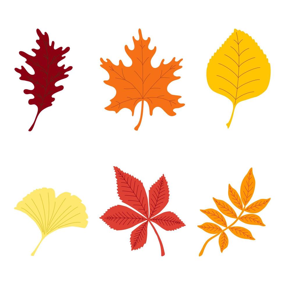 conjunto de coloridas hojas de otoño. colección de follaje, arce, tilo, serbal, roble, castaño, ginkgo, aislado sobre fondo blanco. estilo plano de dibujos animados simple. ilustración vectorial. vector