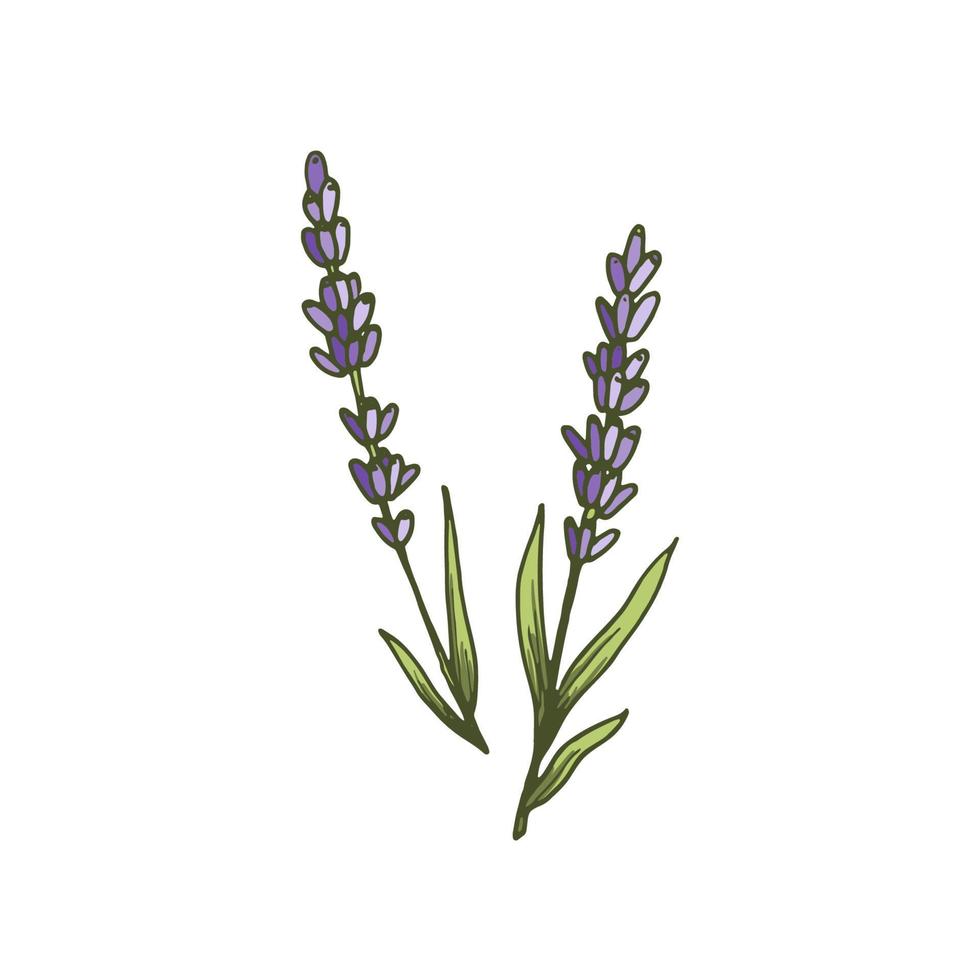 precioso icono de lavanda. elemento botánico para productos naturales de salud y belleza, logo. hierbas. Ilustración floral de vector dibujado a mano en dibujo de contorno de estilo doodle aislado sobre fondo blanco