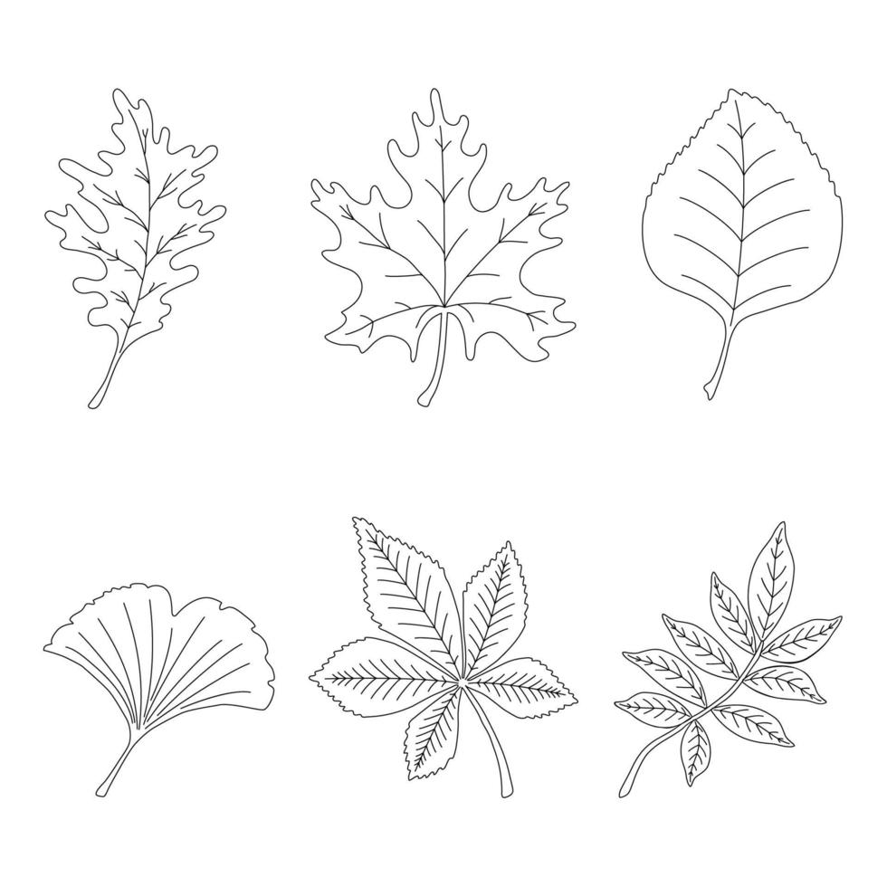 Set of contour autumn leaves in one line style. Foliage collection,  maple, linden, rowan, oak, chestnut, ginkgo, coloring page for kids and adults vector