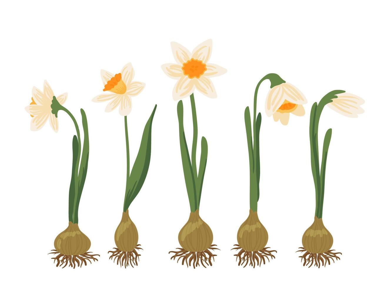 Vector set of yellow daffodils or Narcissus on white background. Hand drawn Botanical illustration. Early Spring potted garden flower blooming bulbous plant with root. Floral Collection in flat style