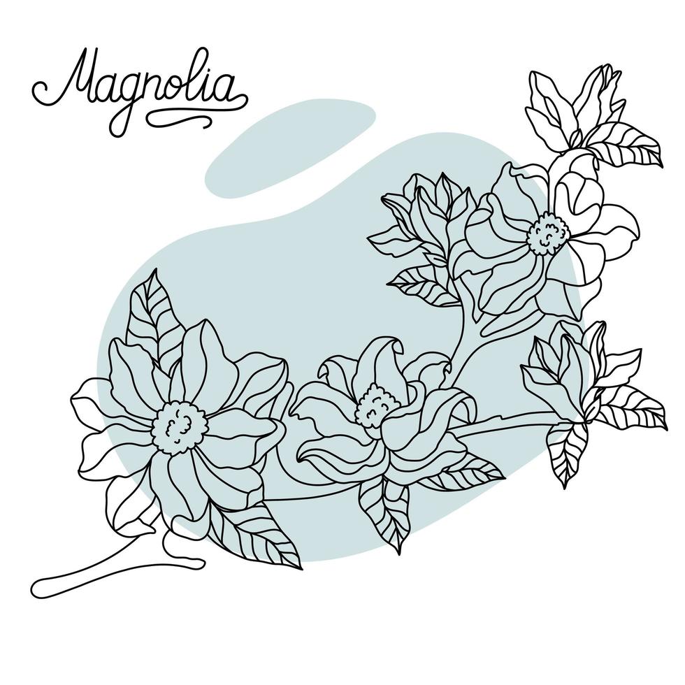 Floral botany collection sketch. Magnolia flower drawings. Black with line art on a colored background. vector