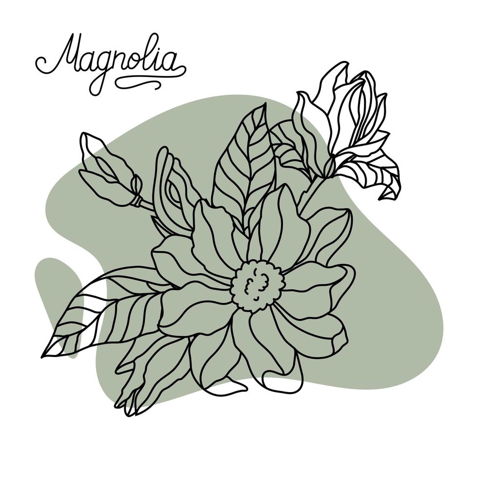 Flower drawing and sketch of magnolia. Stock vector