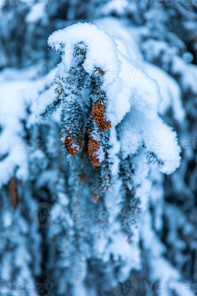 Rama de pino cubierto de nieve en el bosque de invierno con conos foto