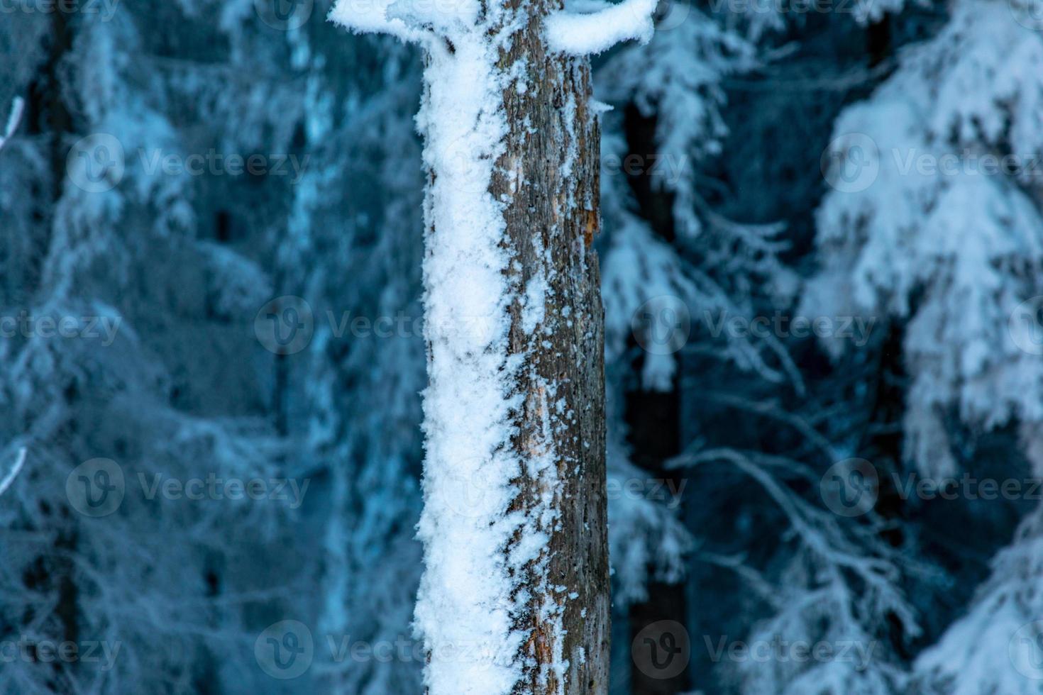 La nieve congelada en el tronco de un árbol en el bosque alpino foto