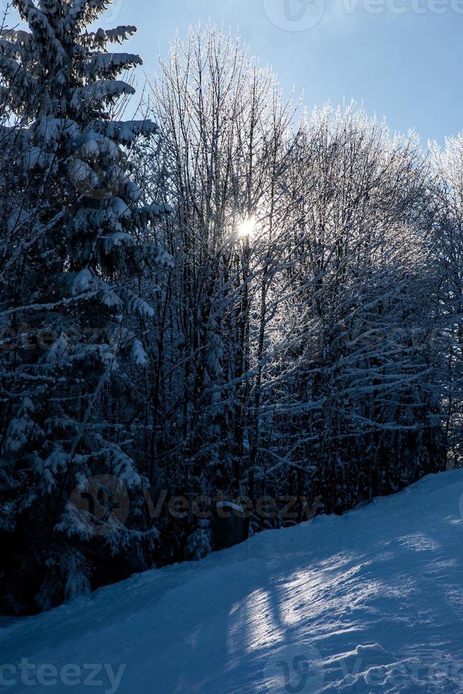 Sun shines through snow covered tree branches photo