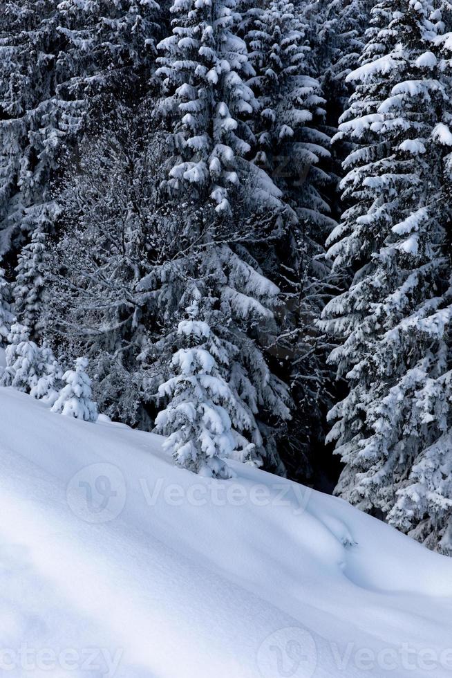 Untouched snow and white pine trees in alpine forest photo