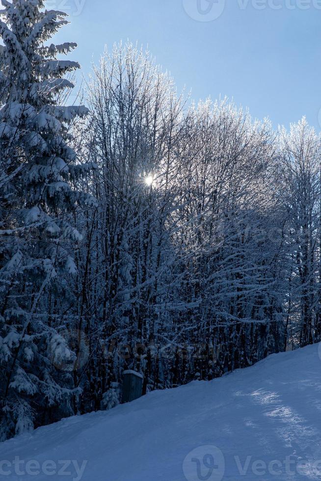 el sol brilla a través de las ramas de los árboles cubiertos de nieve foto