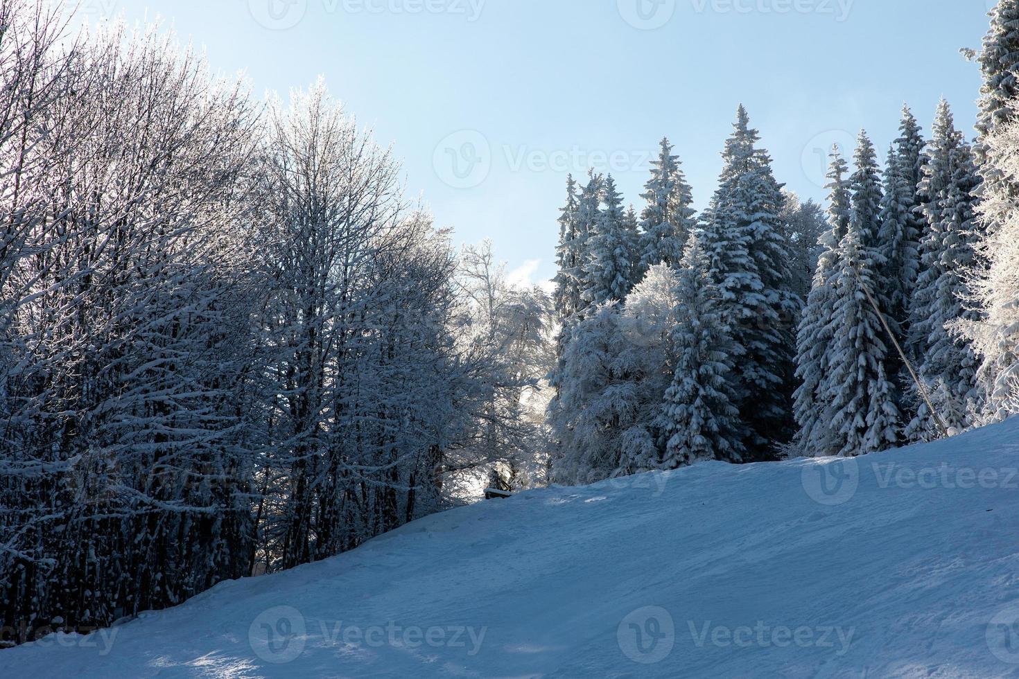 Bright snow covered tree branches in winter forest photo