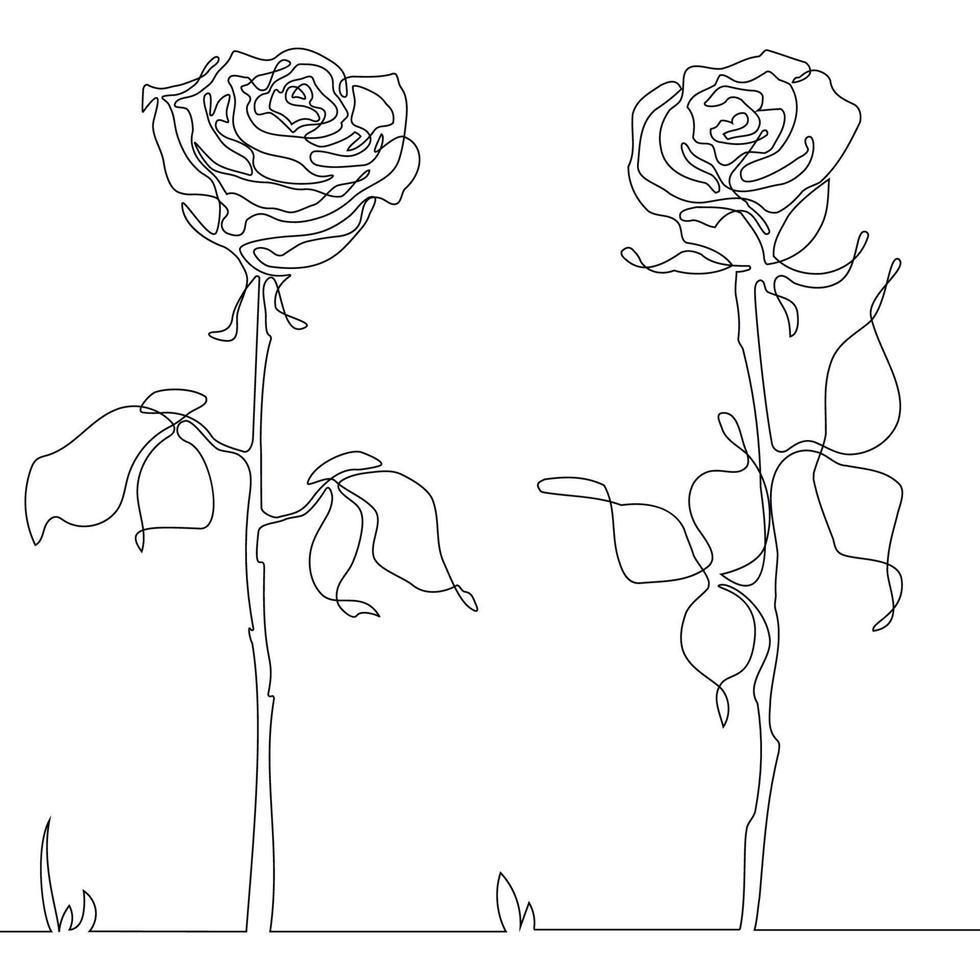 roses one line vector