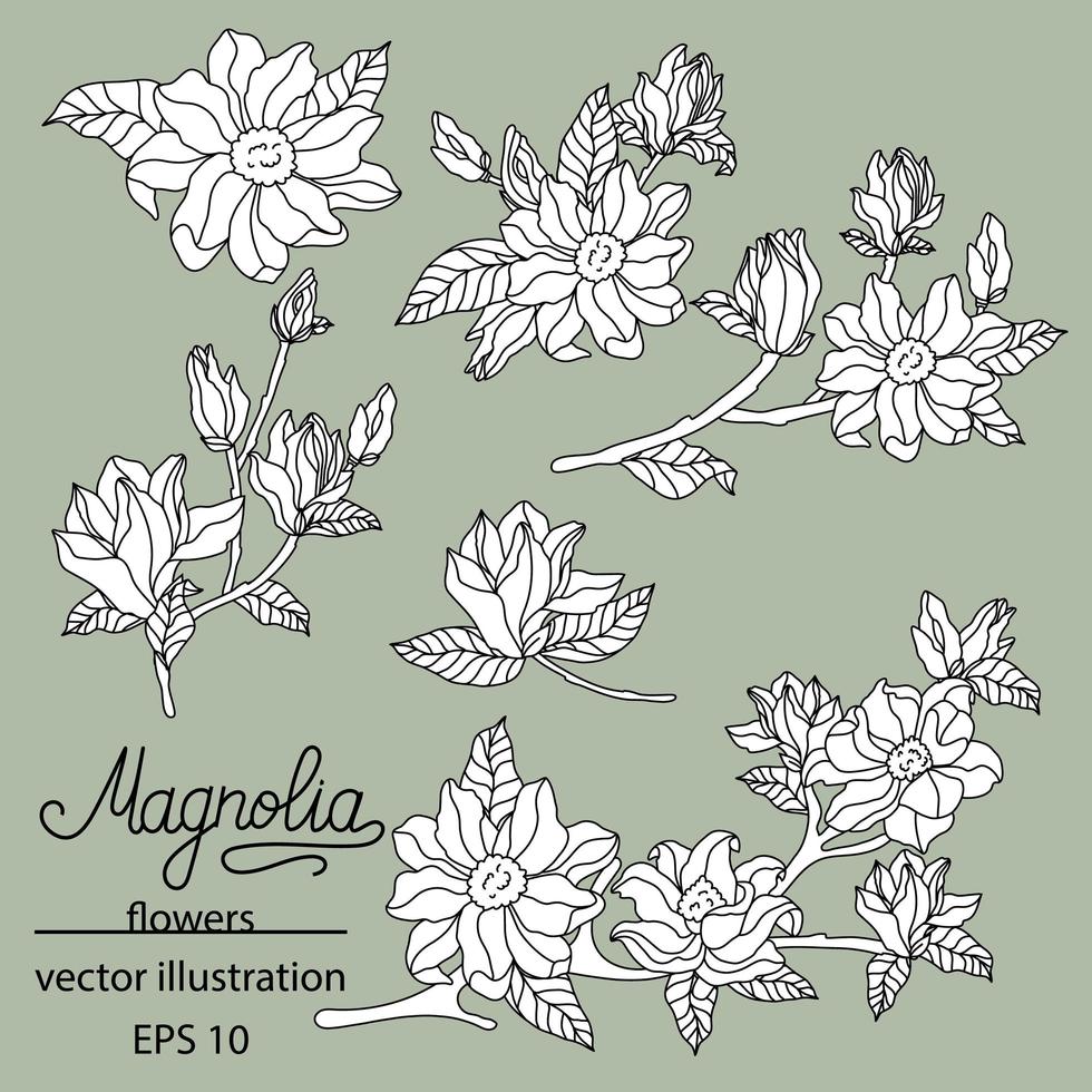 conjunto de magnolia. lindo vector de flor dibujada a mano