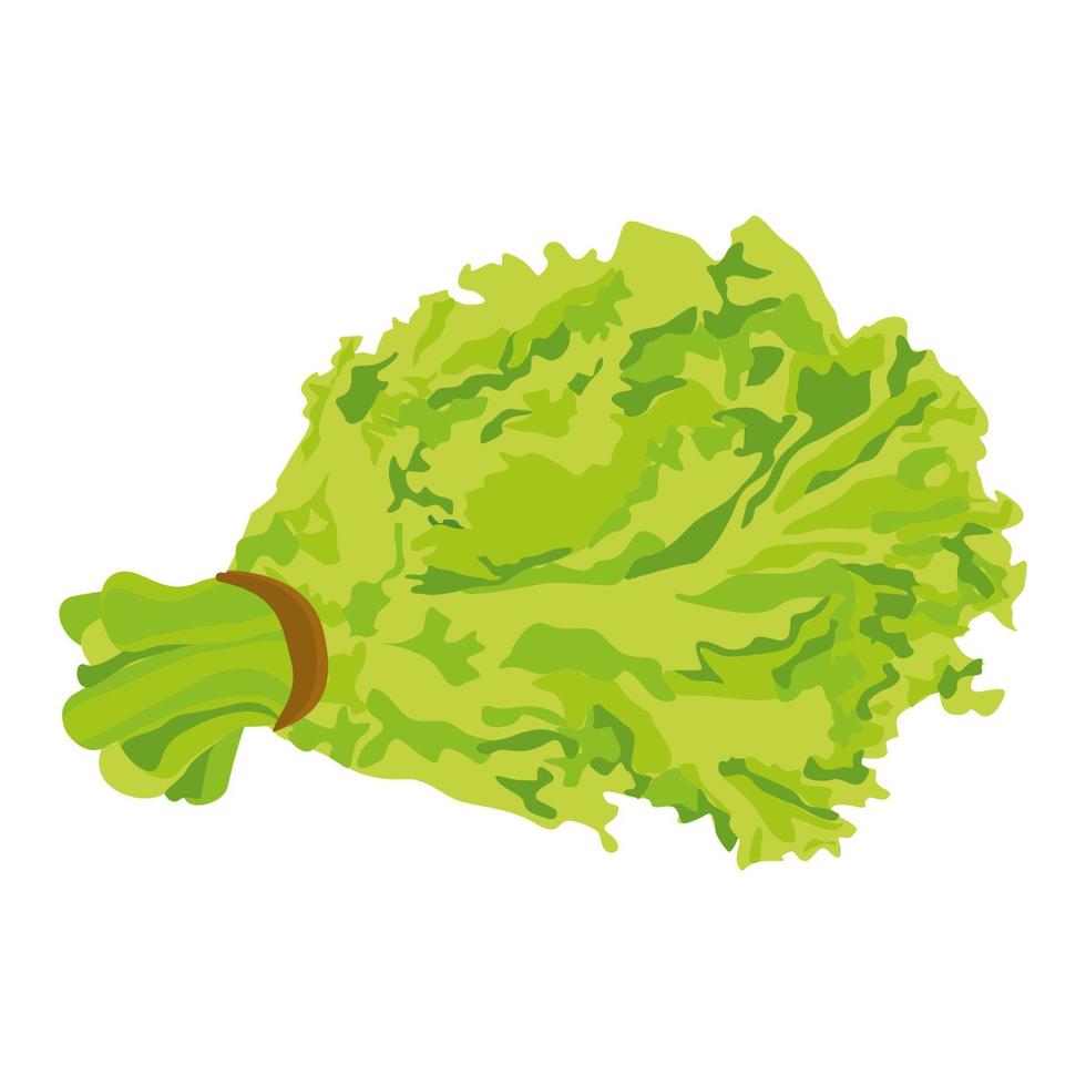 Bunch of green lettuce isolated vector illustration vegetable