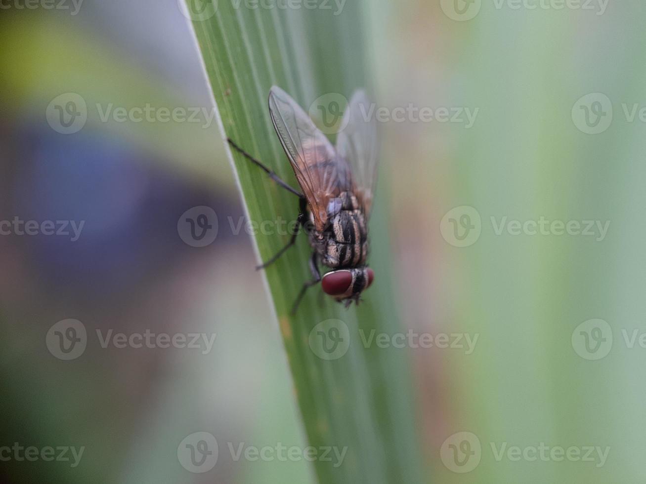 Closeup of insect photo