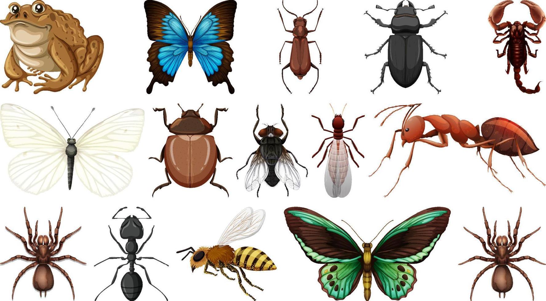 Colección de diferentes insectos aislado sobre fondo blanco. vector