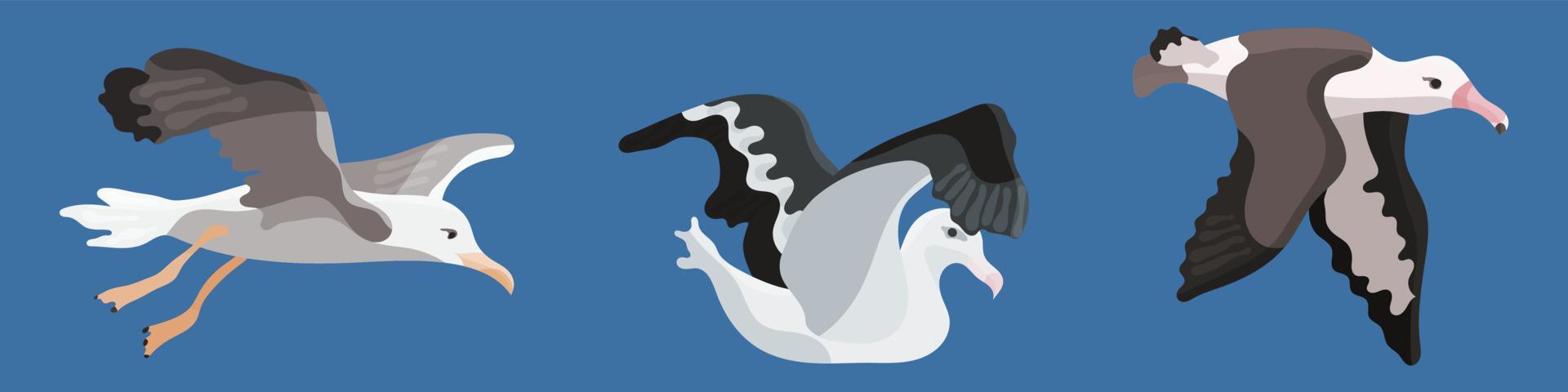 colección de dibujos animados de estilo plano de albatros de pájaro vector