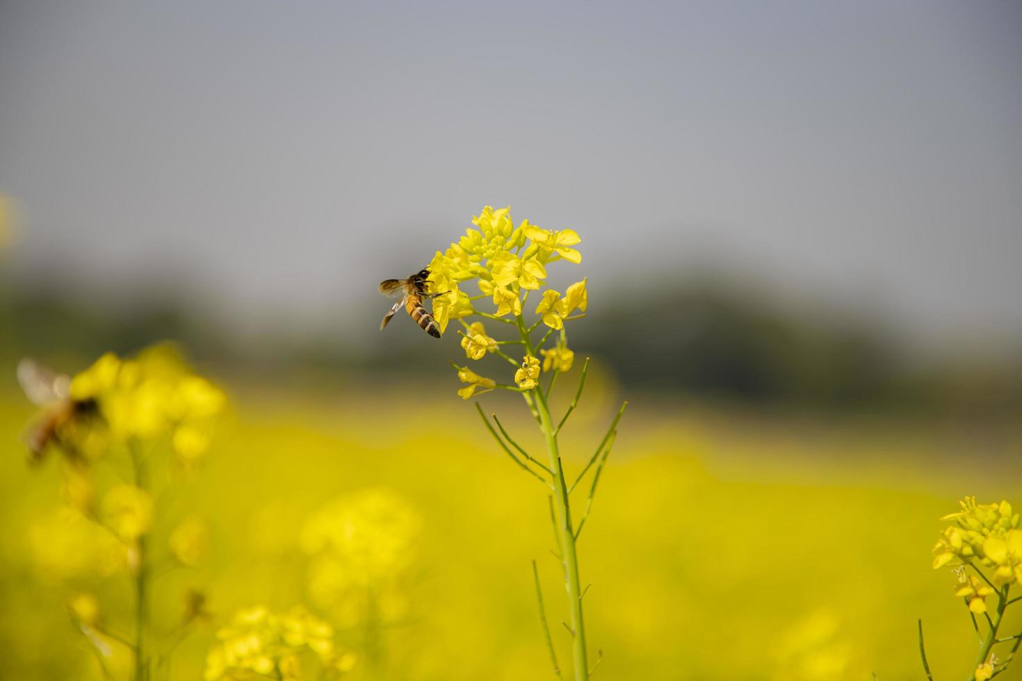 Bee Yellow Mustard flowers collecting honey with Blurry background view photo