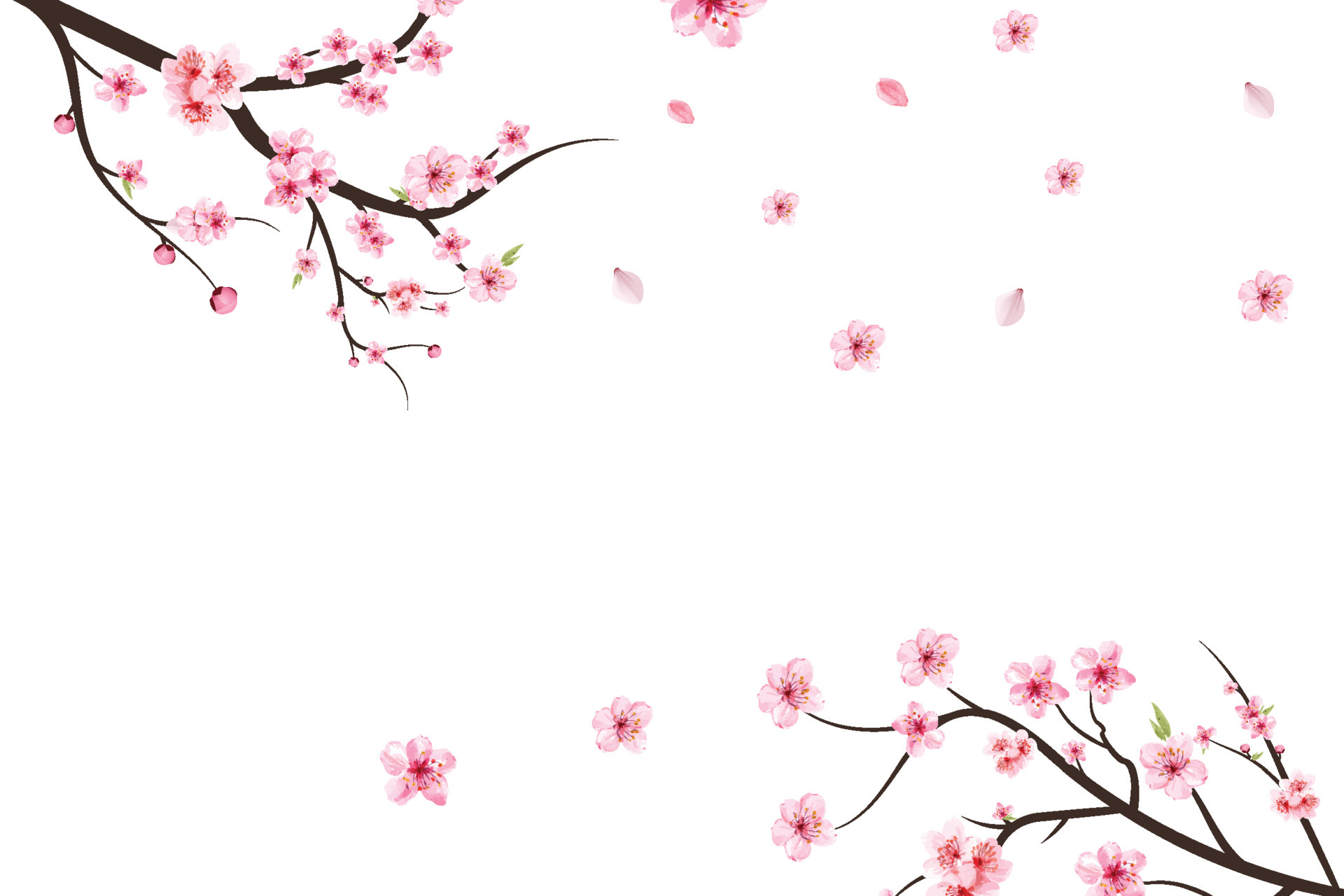 Cherry blossom branch with sakura flower. Sakura on white background.  Watercolor cherry blossom vector. Pink sakura flower background. Watercolor  cherry bud. Cherry blossom branch with pink flower. 4813888 Vector Art at  Vecteezy