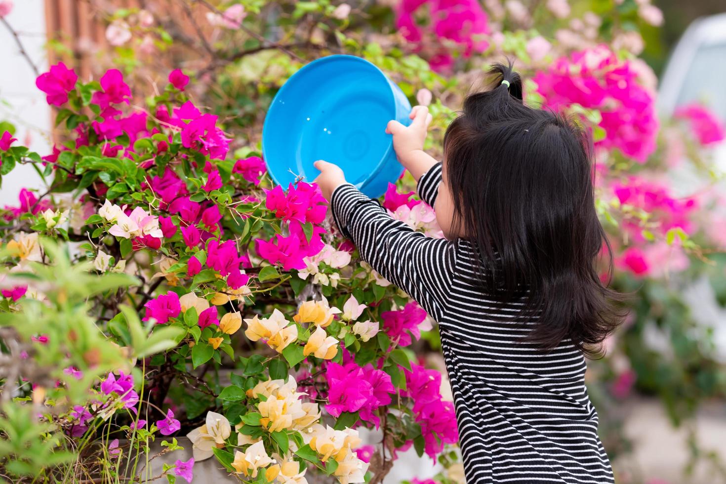 Rear view. Kid using blue bowl is watering pink flower called bougainvillea. Child training helps with housework. photo