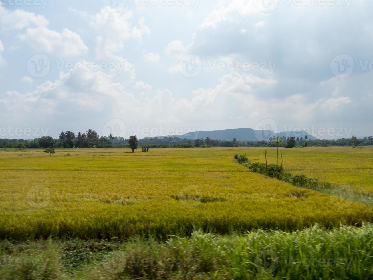 Meadows and fields In the sky there are clouds photo