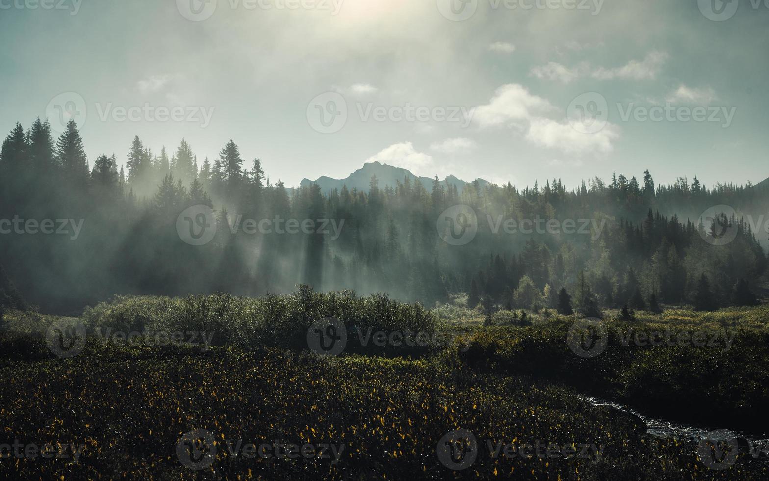 Misty in pine forest with sunlight shine at national park photo