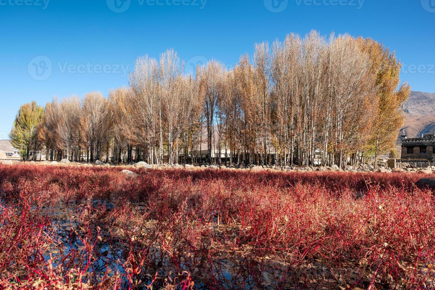 Árbol de ginkgo con prado rojo en otoño en pantano 4816336 Foto de