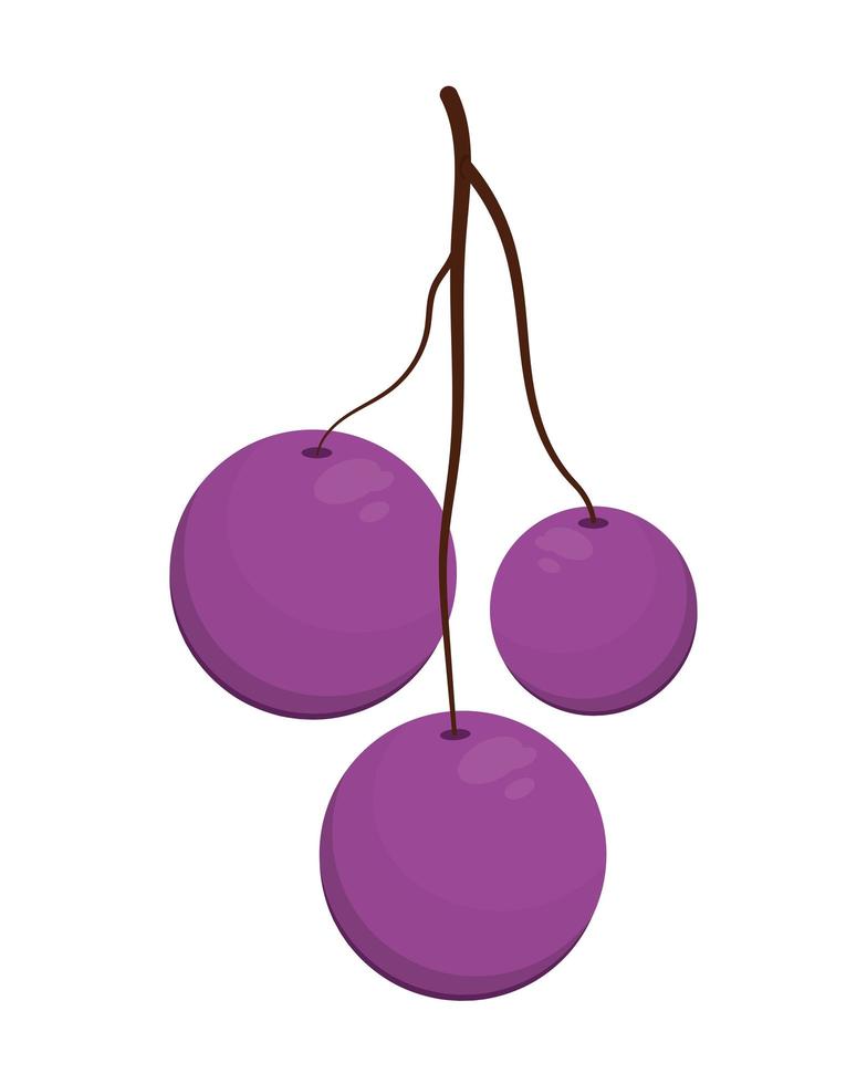 blueberries fruit icon vector