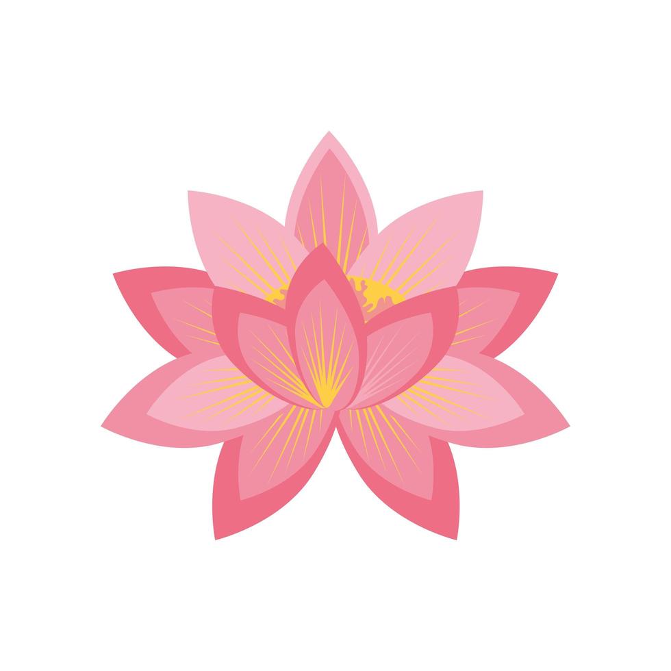 lkotus flower nature vector