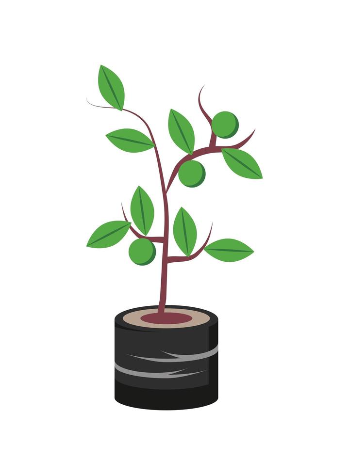 decorative plant in pot vector