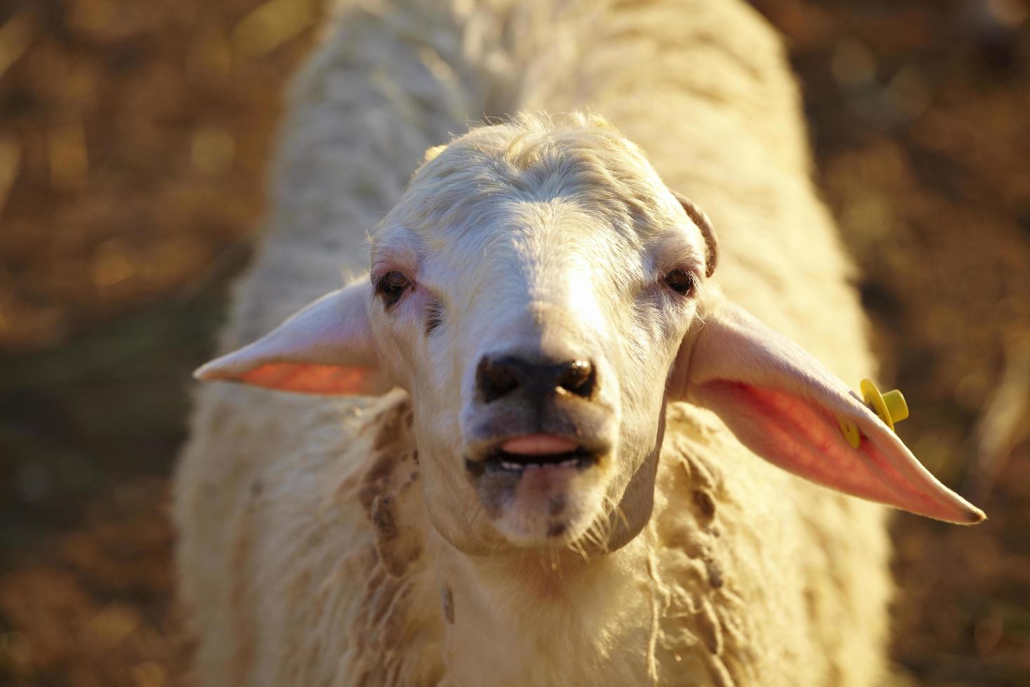 closeup of sheep face photo